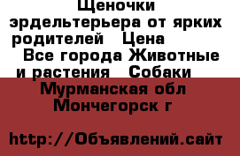 Щеночки эрдельтерьера от ярких родителей › Цена ­ 25 000 - Все города Животные и растения » Собаки   . Мурманская обл.,Мончегорск г.